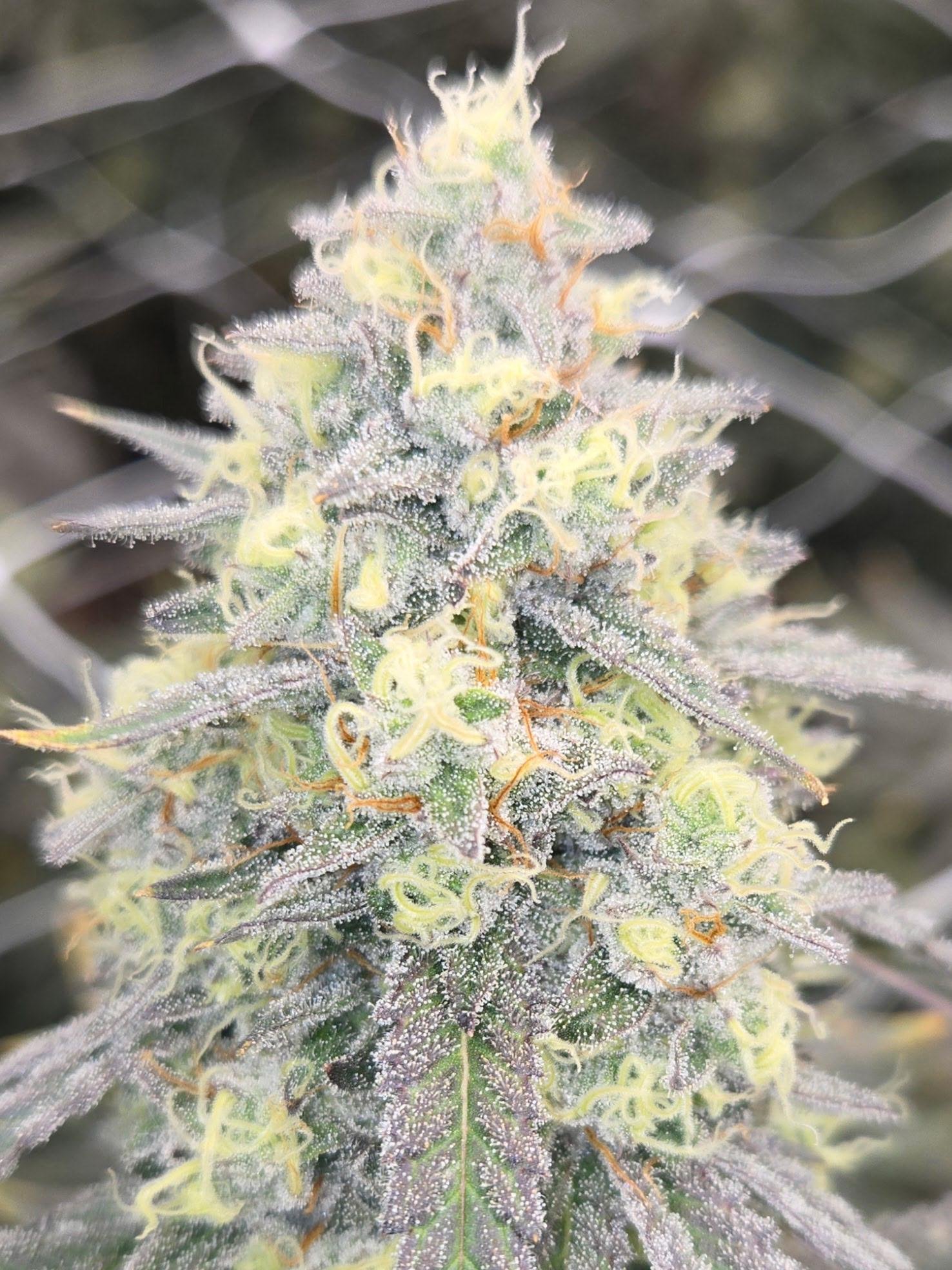 Bud Image 2